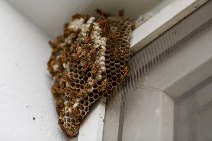 Why You Need Professional Wasp Control