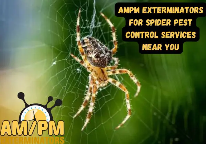 AMPM Exterminators for Spider Pest Control Services Near You.jpg