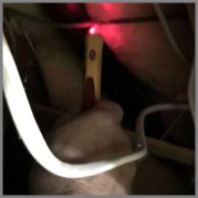 Rats Control services