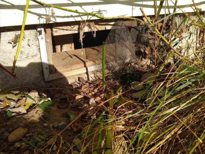 Rats pest control services removal 1