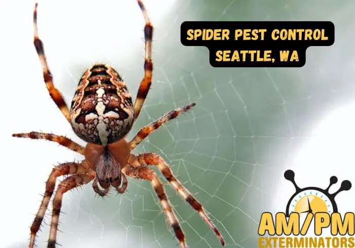 Why Choose AMPM Exterminators for Spider Pest Control?