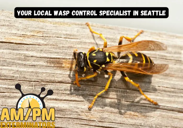 Your Local Wasp Control Specialist in Seattle.jpg