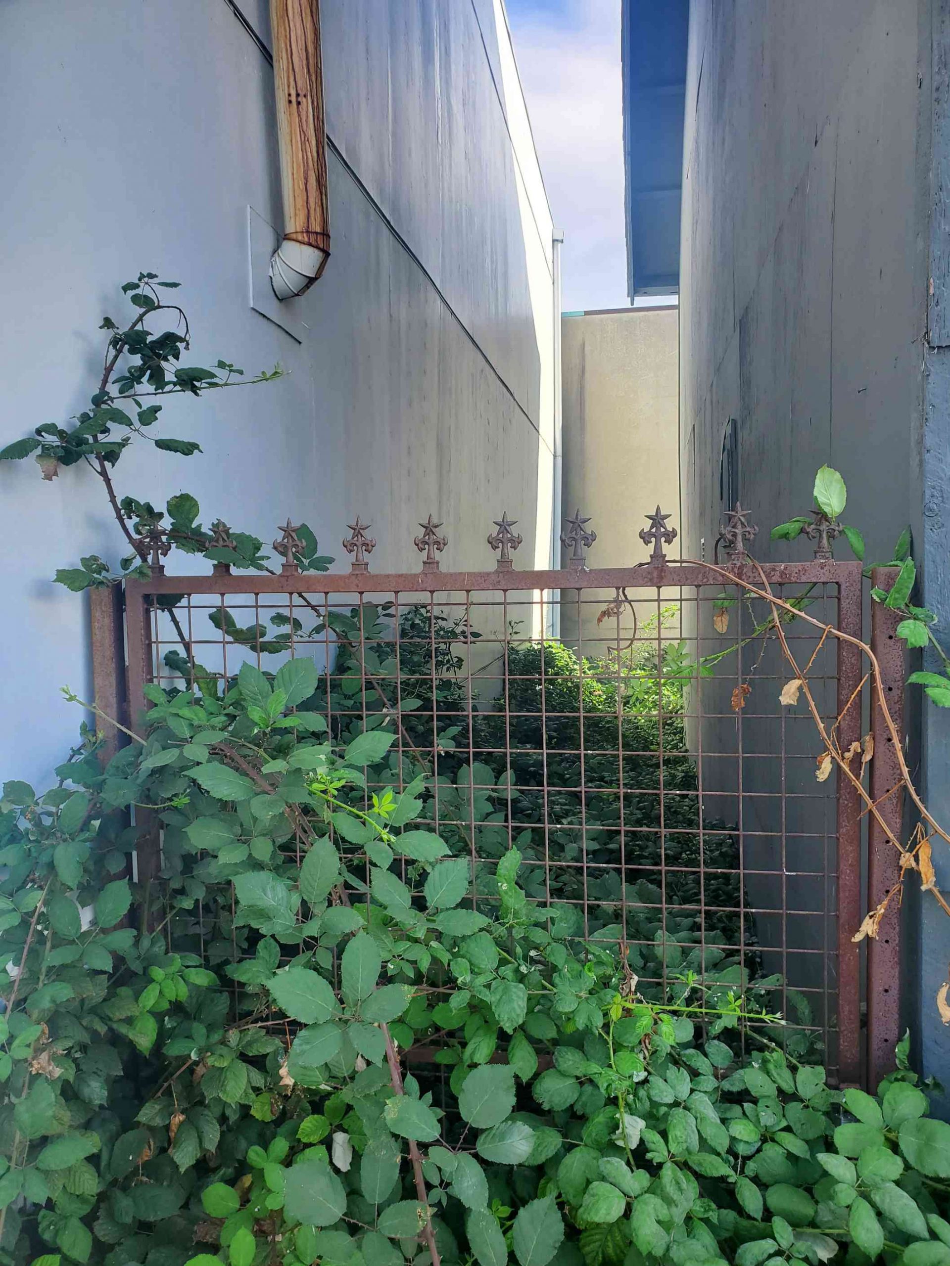 Commercial extermination rats exterminators 11 scaled