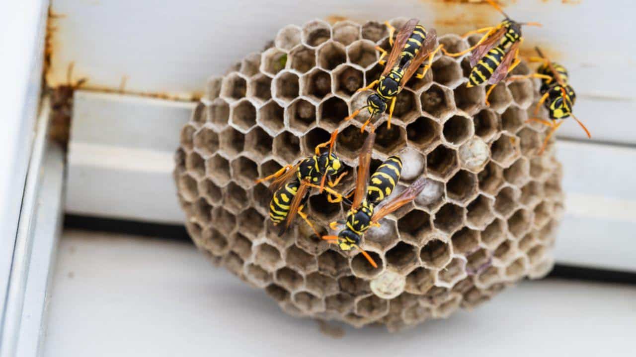 Yellow Jacket Nest