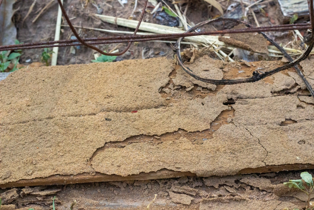 Cockroach damages in Seattle