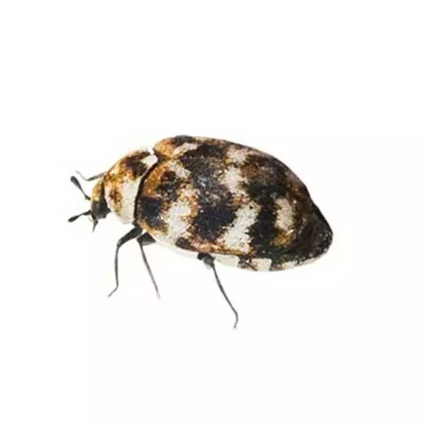 Carpet beetle insect control