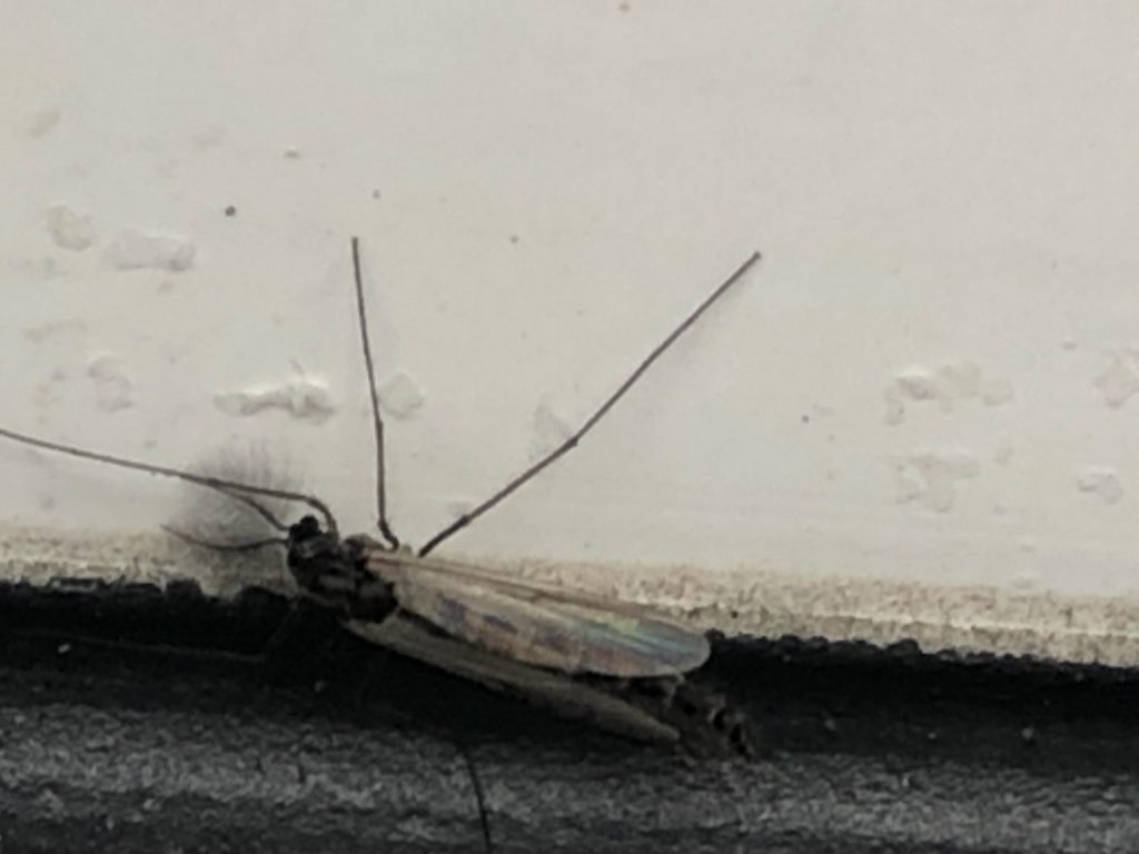 Insect pest control service