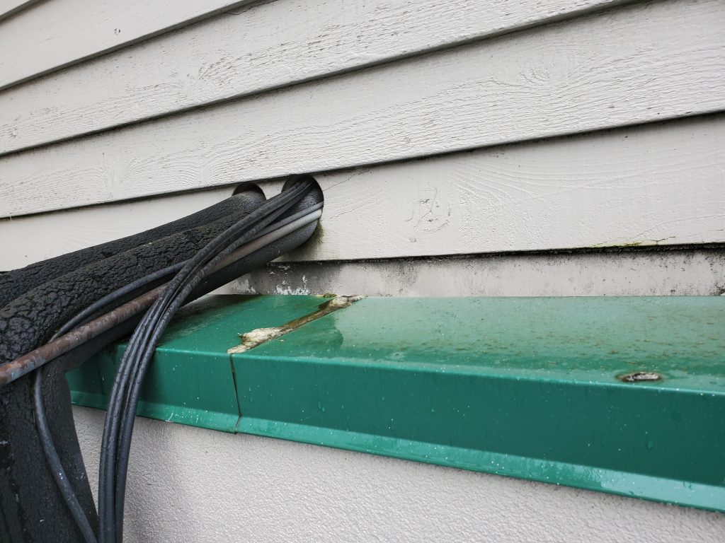 Rats Commercial pest control services 1