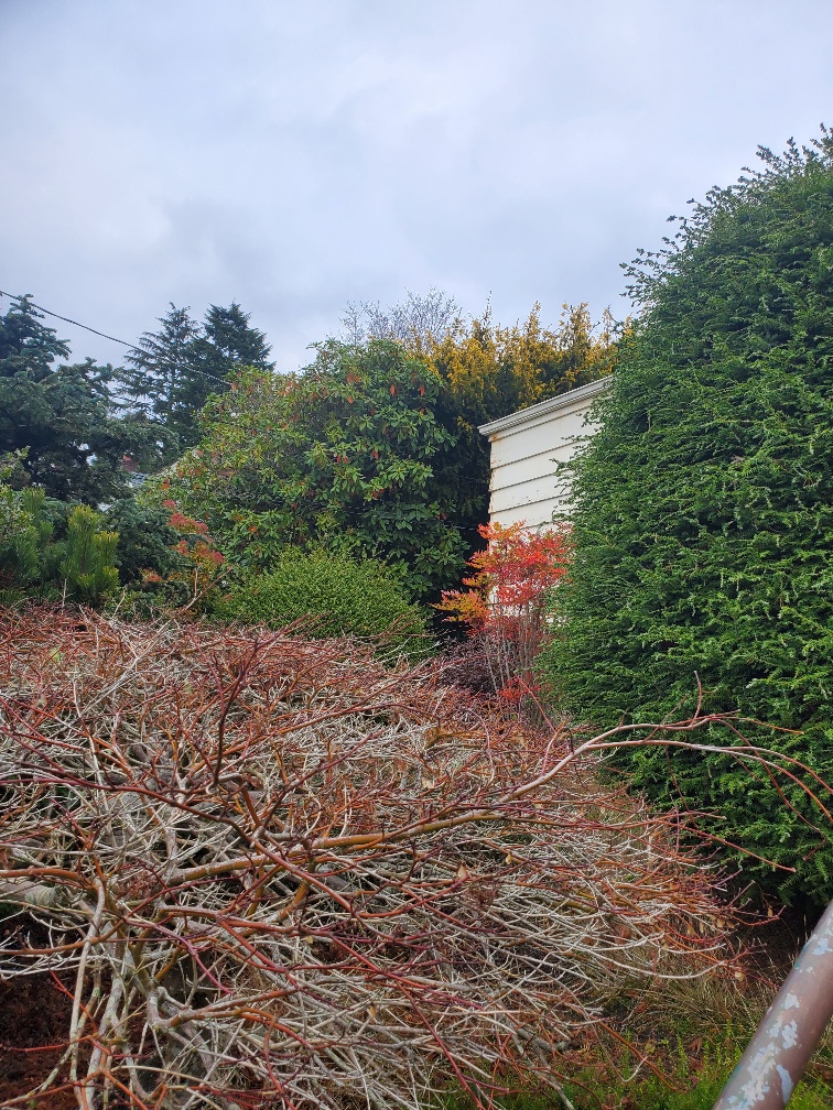 Seattle pest control service Specialists company