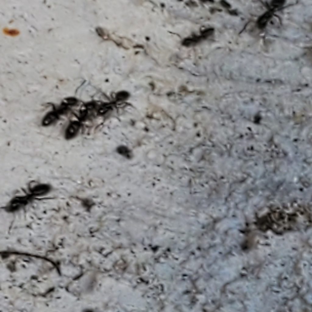 Sugar ants extermination seattle