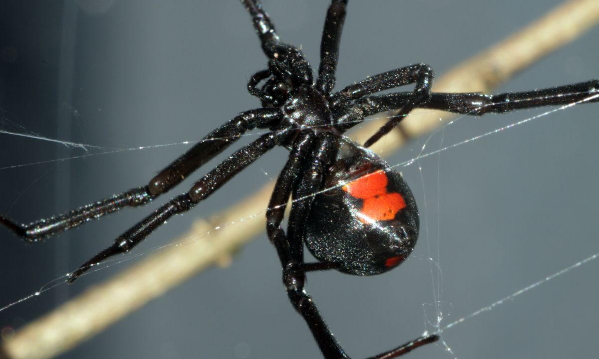 Do black widow spiders live in Washington state