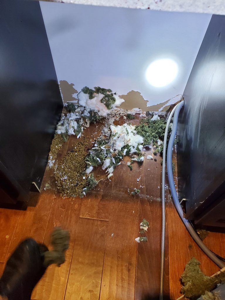 Rats extermination exterminators