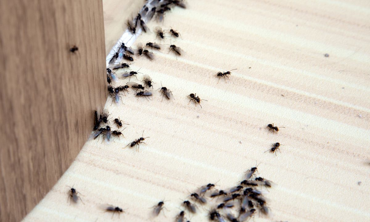 Will Diatomaceous Earth Kill Ants