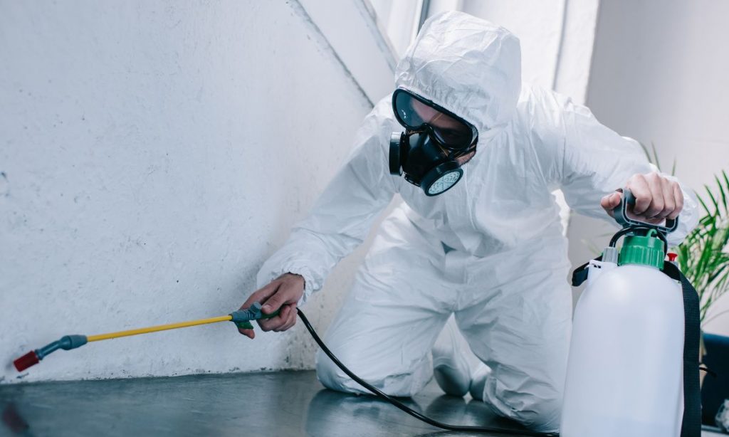 How Often Should I Be Doing Pest Control