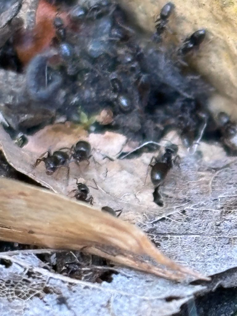 Ant Control & Ant Exterminator Services Ant Extermination Ant extermination starts with identifying the type of ant infestation. There are many ant species that populate the King County and Seattle, Washington region. Ant Pest Control Urban and suburban areas all have issues with ant pest control. Certain ants, such as carpenter ants, can compromise the structural integrity of your home or business. Even ants commonly called “sugar ants” might seem harmless until they swarm your kitchen. Inside vs Outside Ant Control Ant extermination extends beyond the walls of your home structure. Some ant species in the Seattle region can cause real problems from outside your home. For example, carpenter ants have multiple nest sites—some within the structure and others in nearby stumps, logs, or trees. They can pose a real threat to your home or business structure from all sides. They burrow through the walls and can create vast networks of tunnels. With enough time, they can cause costly structural damage to your home or business. Ant infestations inside the structure can also compromise sanitation. Many types of ants will taint food stored in a home. Ant control protects your food storage as well as your food-prep surfaces. Pest control experts use techniques to protect your food and kitchen from ant infestation. Ant Control Solution Each type of ant causes different kinds of harm. Our expert technicians will assess each situation to evaluate the ant problem. Pest control experts know how to spot the difference between species. This allows them to use the most effective ant control solutions to remove your ant infestation. Structural Damage Caused by Ants Certain types of ants, such as carpenter ants, cause damage to the structure. They can burrow their nests in wood, and these nests can cause structural damage and jeopardize the integrity of the structure. Our ant control experts have an experienced eye on what to look for and will take the necessary action to exterminate the ant infestation. Ongoing ant control will protect your house structure from carpenter ant re-infestation. Why Use a Professional Ant Exterminator Service? Getting rid of ants is not as simple as spraying some pest control solution on a counter and hoping for the best. That could be hazardous to you and actually disperse the ants without eliminating them. Our ant control exterminators have the experience and knowledge to not only identify the ant species but to accurately treat your ant problem safely and effectively. There are types of ants where insecticide sprays make things worse. For example, when faced with insecticide sprays, Tapinoma sessile—the odorous house ant—will actually split up and make more nests. In this case, using off-the-shelf solutions could double, triple, or quadruple your ant infestation. Effective ant control means using the right tools and extermination methods. Not all ants are equal, and our experts know how to attack each species. Ant Control Difference Our pest exterminators will provide you with the best ant control service in the following ways: Onsite Inspection to Determine Ant Problem Ant removal specialists perform a thorough inspection of your residential or commercial property. Identification of Ant Infestation Our ant control specialists will identify the ant species and estimate the scope of the colony. Our specialists are knowledgeable construction experts and will assess any visible property damage. Treatment for Ant Removal The ant control specialist will put into place safe, effective ant removal. Our pest control methods will show results in your home or business. Maintenance for Ant Prevention Many ant species, like carpenter ants and odorous house ants, need ongoing control. Without this attention to detail, a re-infestation could occur. Just because you may not see an ant today doesn’t mean they aren’t lurking behind your walls—even in great numbers. Ongoing checks from our professionals will ensure home and garden ant prevention. Ant Exterminator Process Pest control exterminates your ant problem. Our proven residential and commercial ant control services will remove ants from your building structures—inside and out. King County WA Cities: Seattle, Tacoma, Auburn, Everett, Eastside, Bellevue, Redmond, Kirkland, Federal Way, and many more areas surrounding the Emerald City: Normandy Park, North Bend, Renton, Redmond, Richmond Beach, Sammamish, Auburn, Bellevue, Medina, Yarrow Point, Bothell, Burien, Enumclaw, Des Moines, Covington, Mercer Island, Maple Valley, Kirkland, Kent, Kenmore, Issaquah, Federal Way, Fall City.