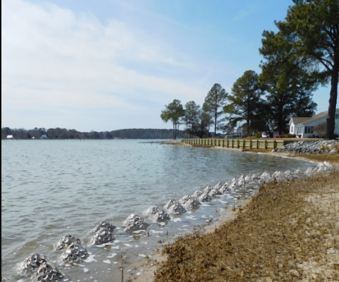 LS Oyster 1 png 556×743 04 06 2025 05 26 AM