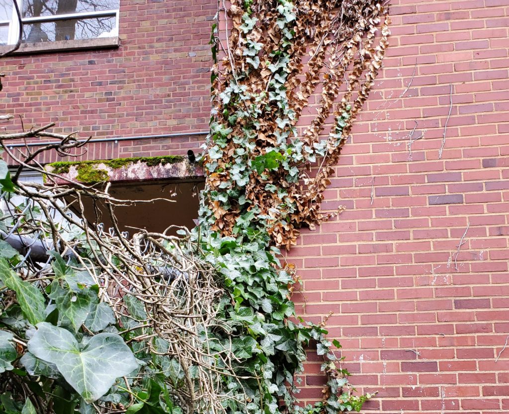 Rat infestation help King County WA 1 scaled e1744015166352