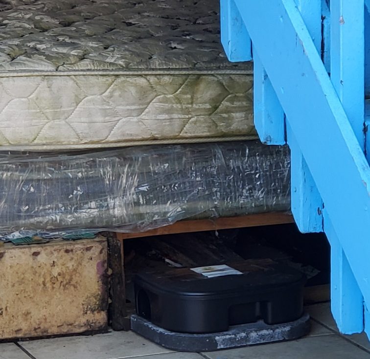 Rodent Control – Expert Solutions for Your Home and Business 1 e1744014629858