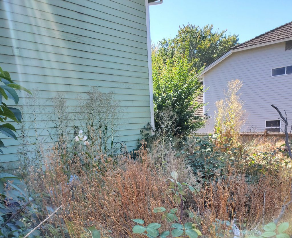 Seattle rat control for commercial properties scaled e1744438355413