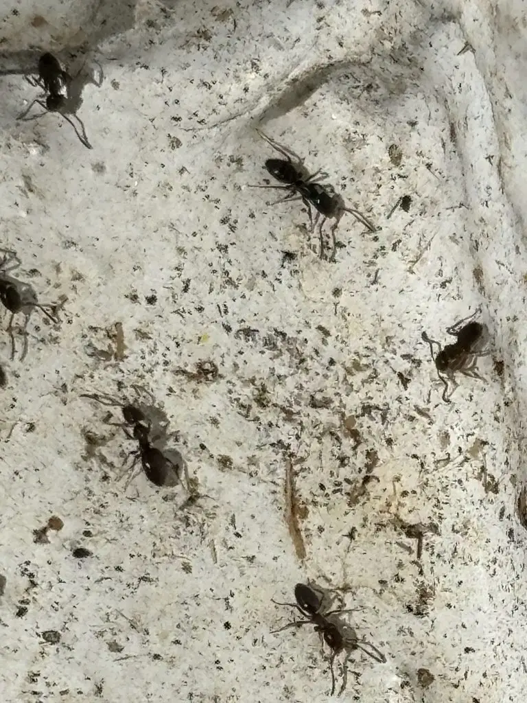 Best Eastside Sugar Ant Control Services for Kitchens Exterminate and Prevent Infestations