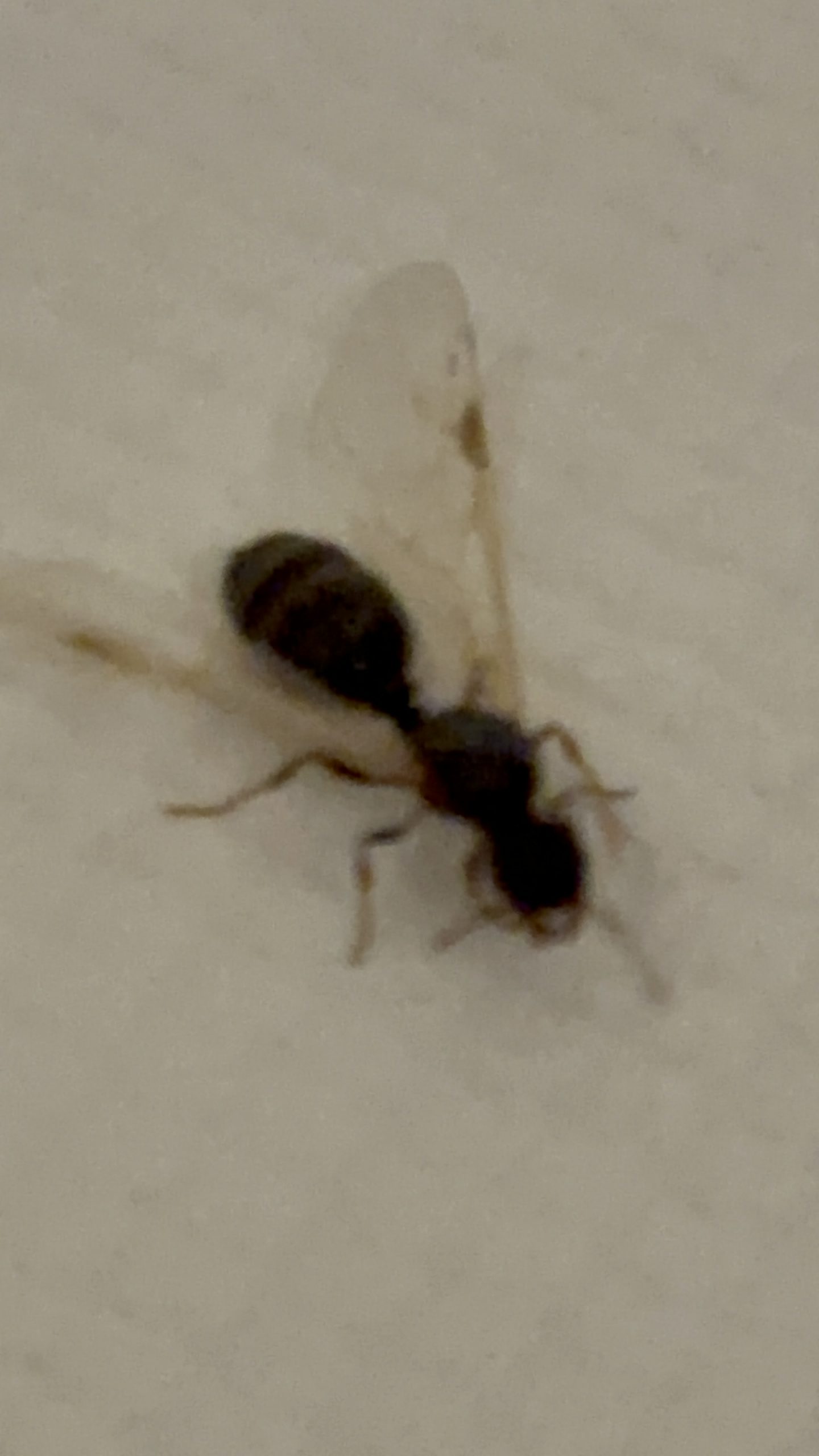 Queen Ants Extermination