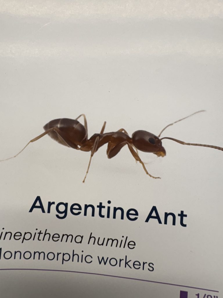 Argentine Ants Seattle