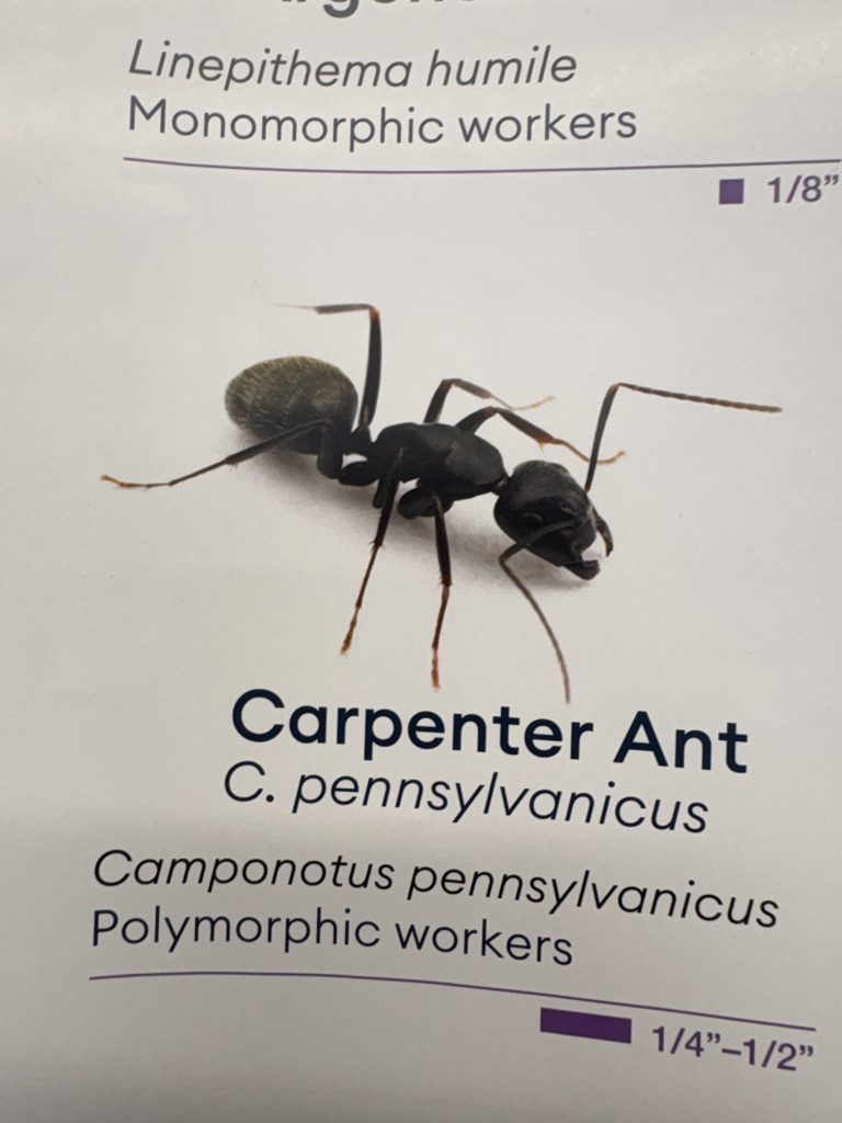 Carpenter Ants Seattle