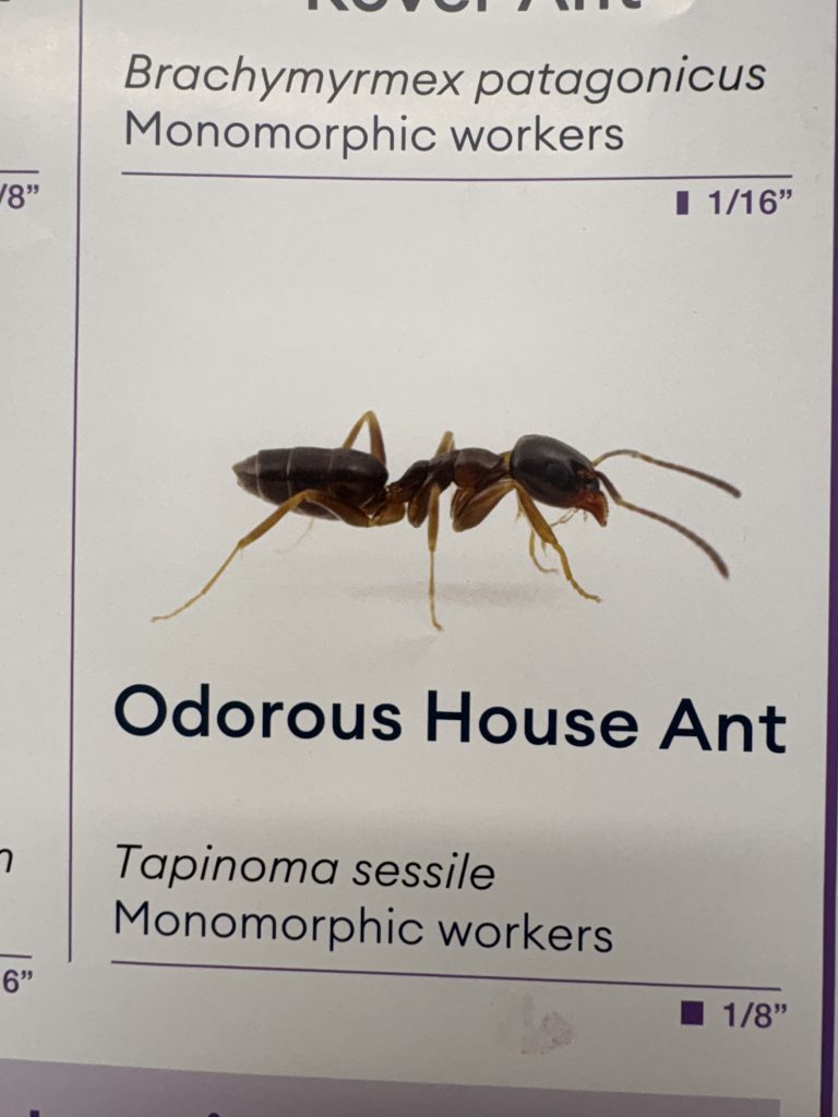 Odorous House Ants Seattle