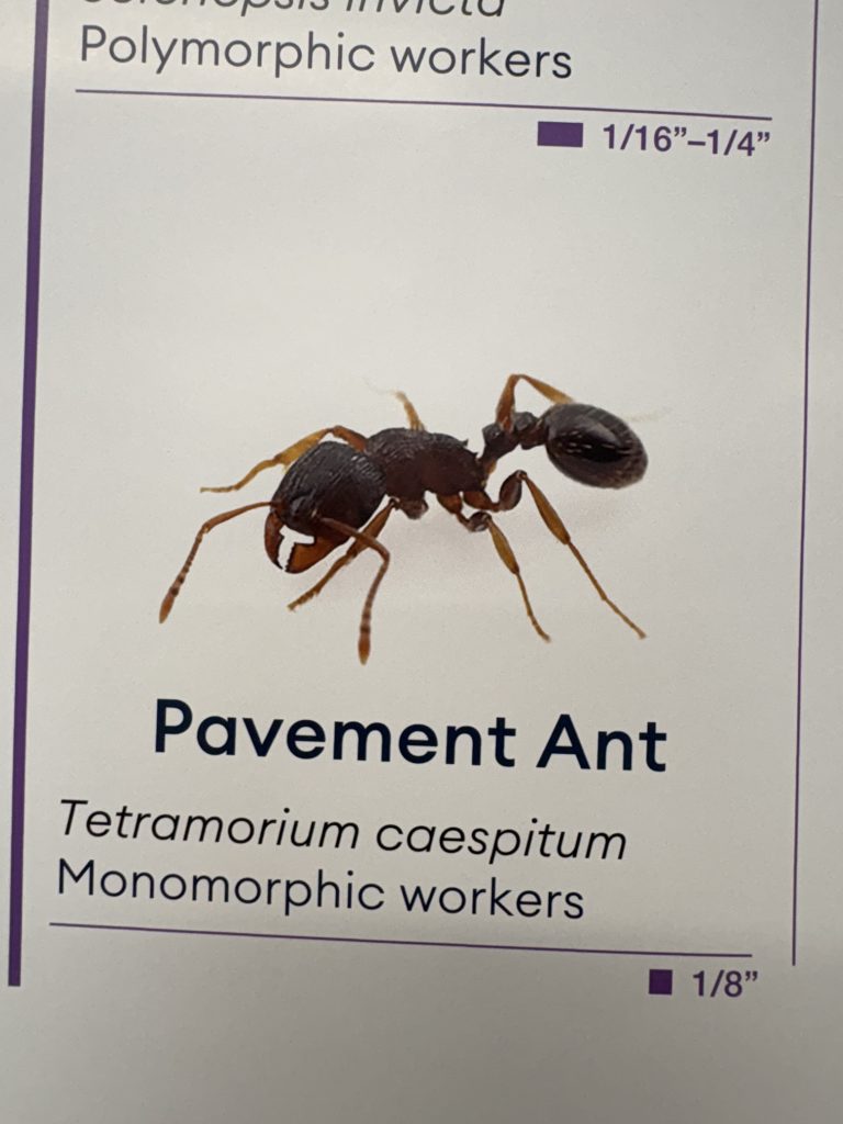 Pavement Ants Seattle