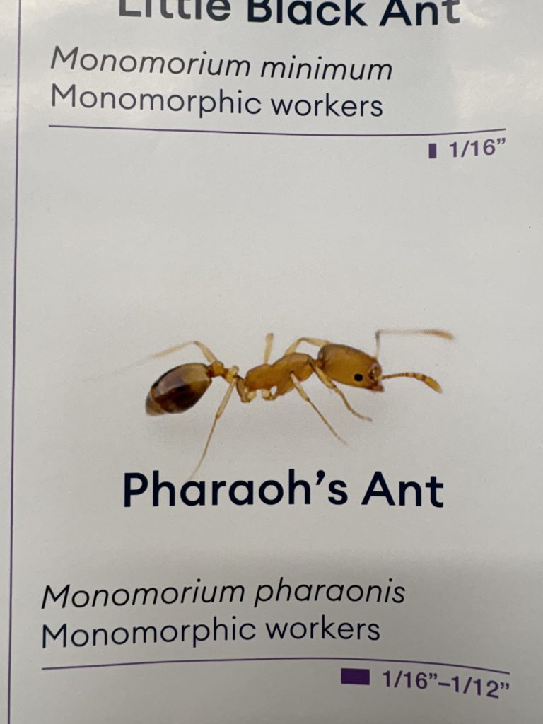Pharaoh Ants Seattle