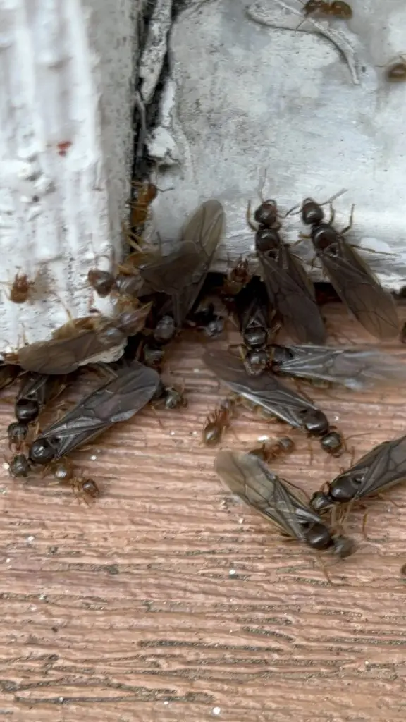 A licensed exterminator applying a precise, targeted barrier treatment along the foundation of a home in Seattle's Queen Anne neighborhood to eliminate ant trails.
