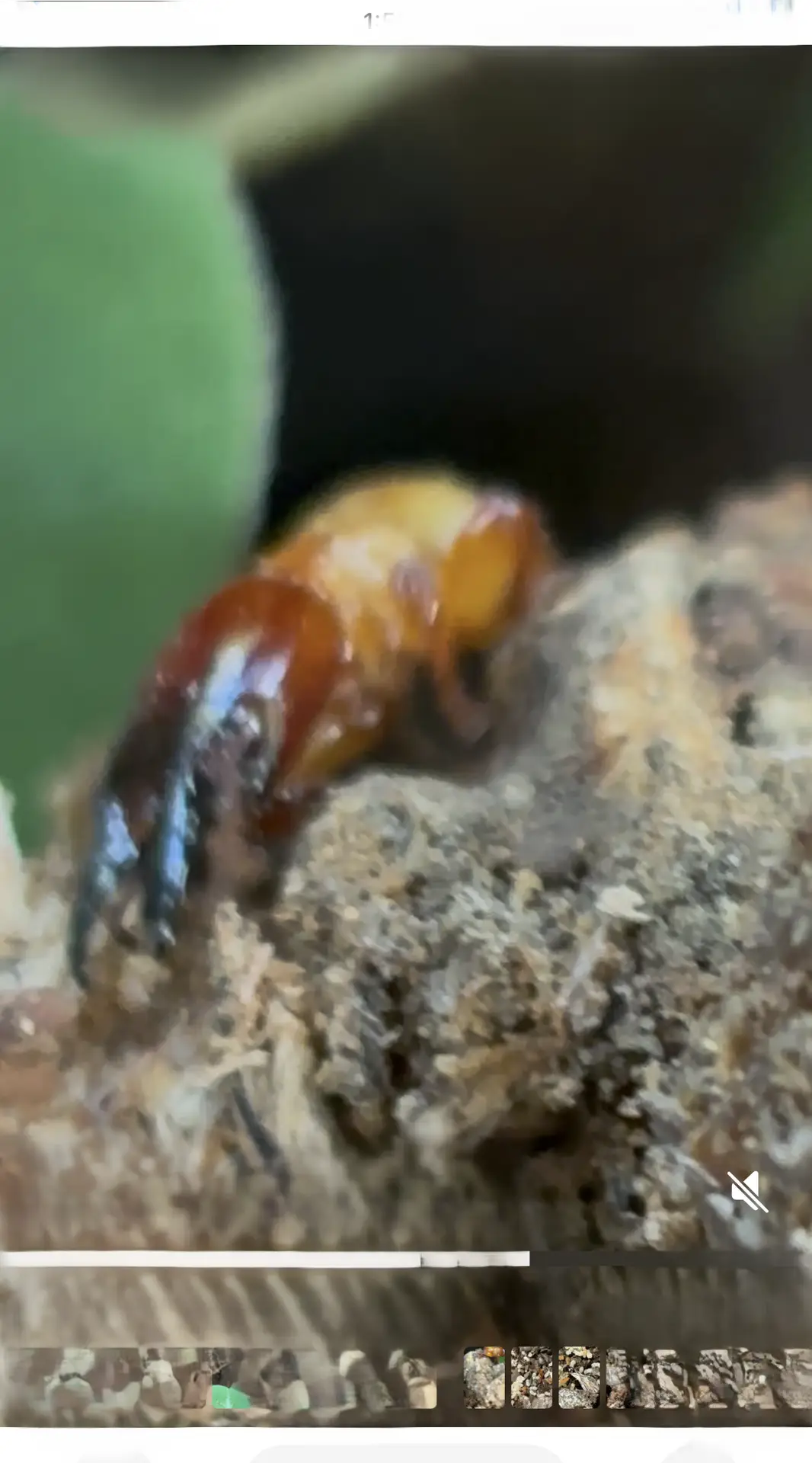 A pest control technician probes soft, blistered wood in a Bellevue home crawl space, identifying characteristic Dampwood termite damage.