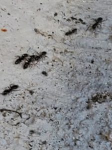 Tiny black odorous house ants foraging on floor in Eastside Washington home showing colony activity that multiplies when sprayed with ant spray