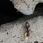 Tiny black sugar ants on kitchen counter requiring professional pest control Seattle