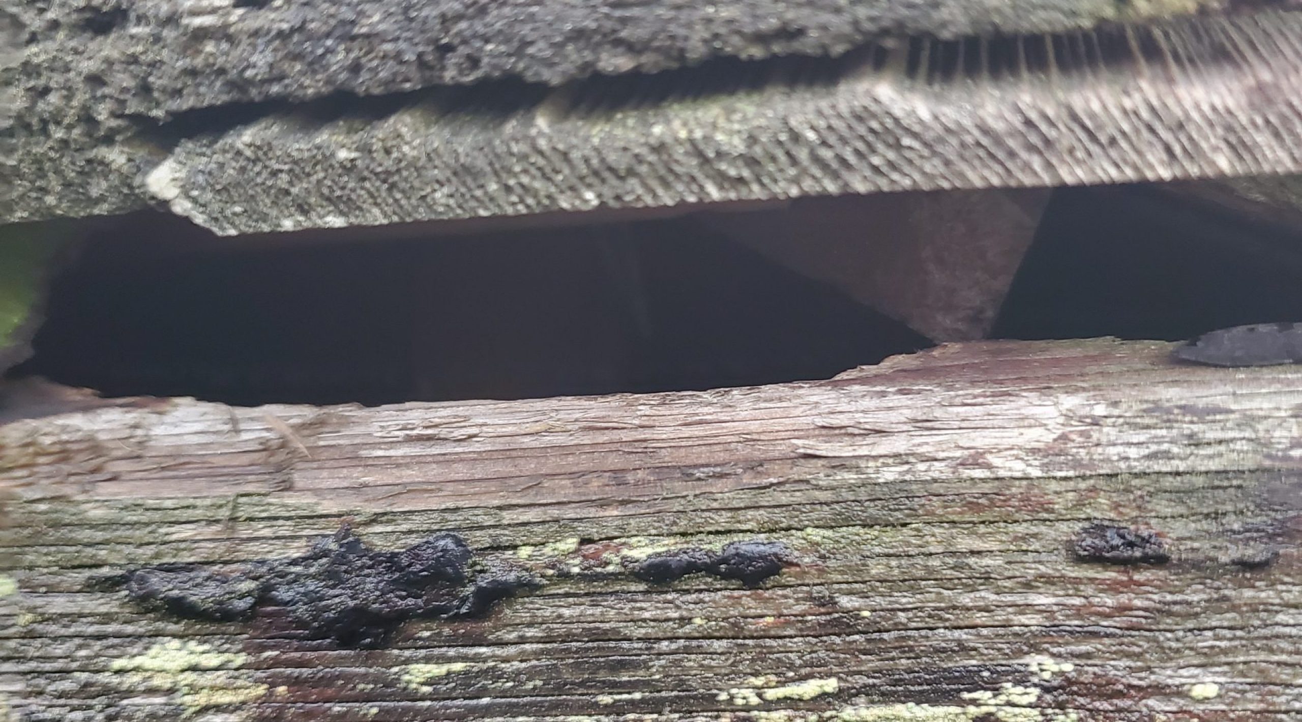 Signs of Attic Mice Problems Exteminators